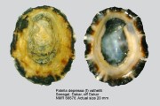 Patella depressa